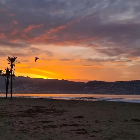 Sunsetmare Vacational Roses
